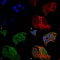 IRGM Antibody